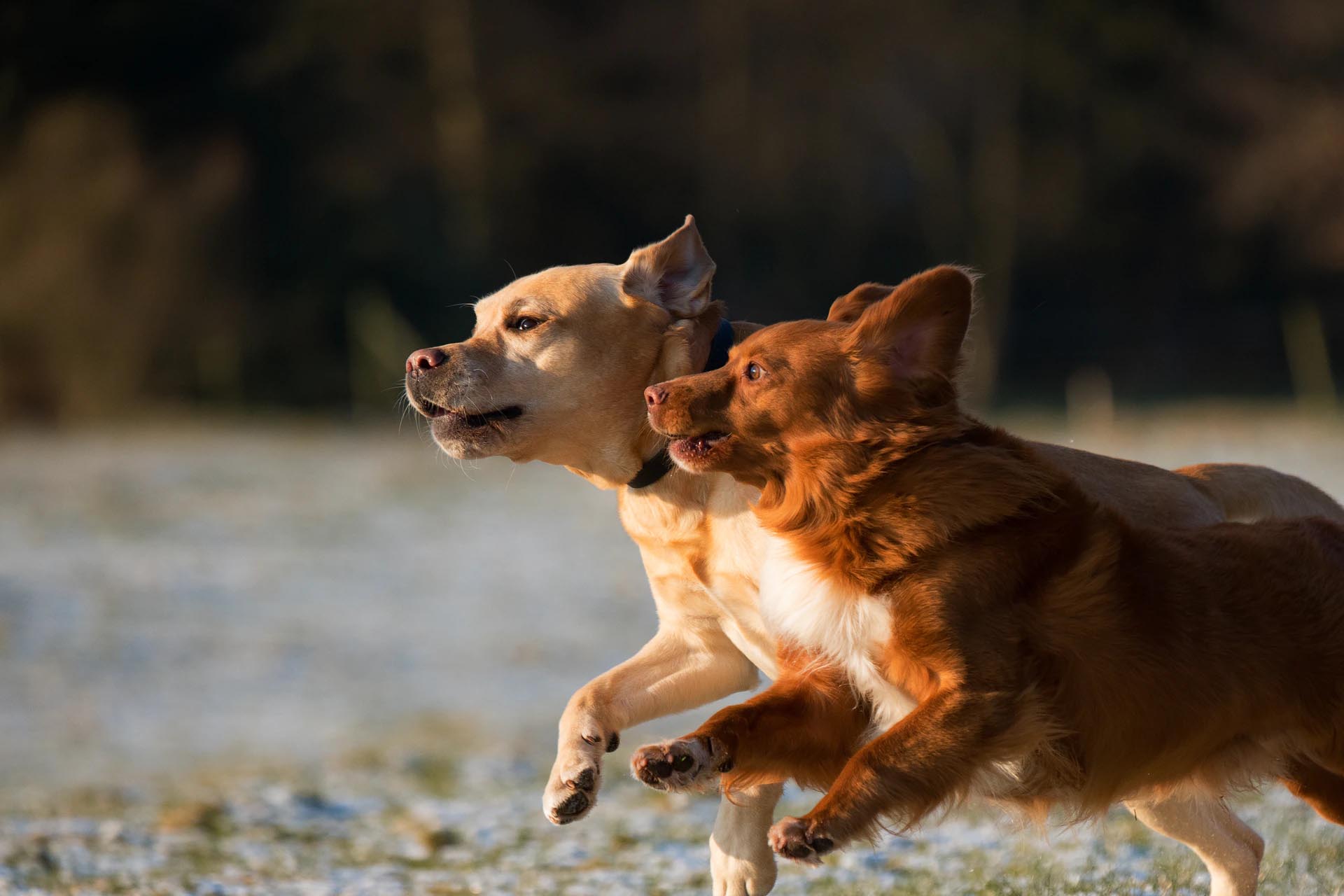 Boarding Kennels Cheshire