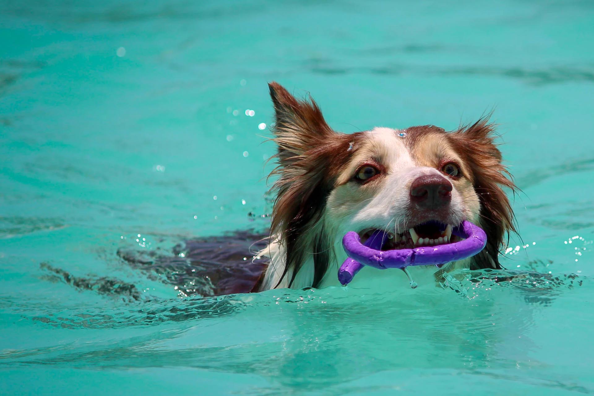 Canine Hydrotherapy Cheshire